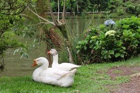 green landscape with ducks by the pond