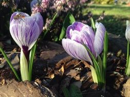 crocuses are early flowers