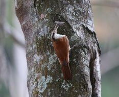 woodpecker on a tree trunk