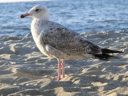 grey Seagull stands on sand at Sea