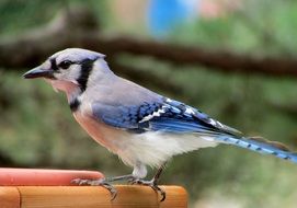 exotic Beautiful blue-jay songbird