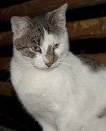 portrait of a charming domestic cat