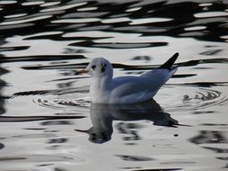 The Seagull Bird floating in Water