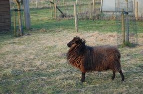 brown fluffy sheep in the paddock