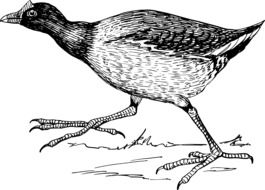 Jacana Bird drawing