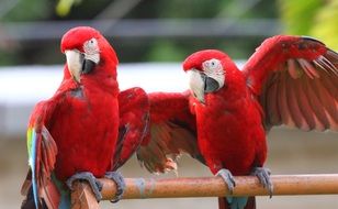 red Tropical Bird