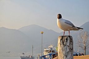 seagull on a stump near the lake