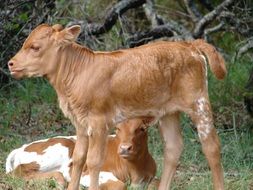 calves among nature
