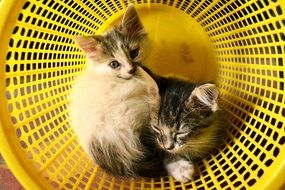 cats in yellow plastic basket