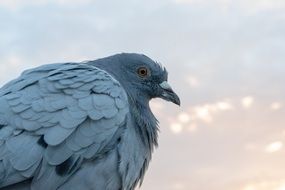 profile portrait of gray pigeon