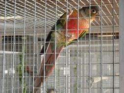 a parrot sits in a cage