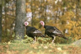 wild turkey in the autumn forest