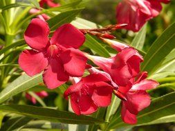 red oleander flowers with green leaves