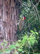 Woodpecker Crazy Bird Ave Nature