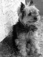 black and white picture of yorkshire terrier dog