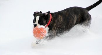 portrait of Boxer dog is playing with ball in the snow