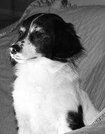 black and white photo of a tired dog on the couch