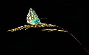 Common Blue Butterfly in a dark