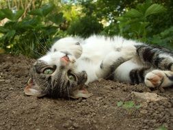 Playful cat basking in the garden