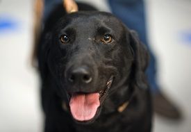 Photo of black labrador dog