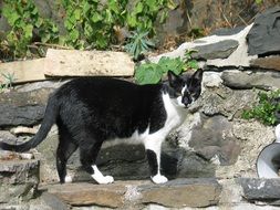 Black and white cat on the rocks