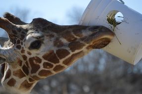 cute Giraffe muzzle in Zoo closeup