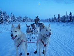 race on a sled pulled by huskies in Alaska