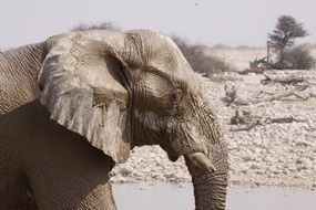 profile portrait of an elephant in wildlife