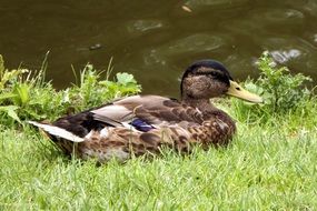 Mallard lies on green grass
