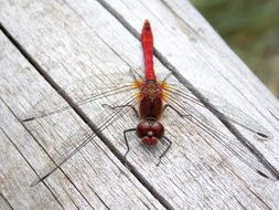 Red Dragonfly on grey wooden surface, Macro