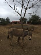 donkey near a tree on a farm