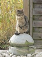 cat sitting on the fountain