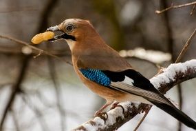 Jayl Bird with Nut