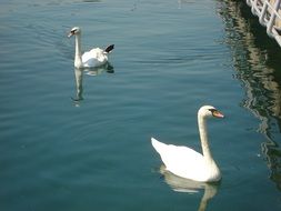 two swans in the city lake