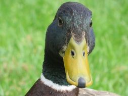 duck head on green grass background