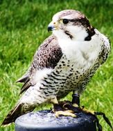 beautiful hawk sitting on a stump