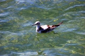 Bird on the Water