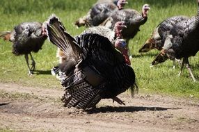 photo of walking farm turkeys