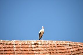 Stork on the roof top