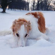 Hound Dog in Winter forest closeup