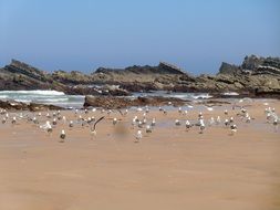birds at Alentejo Beach sunny scene