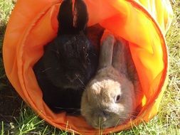 Rabbit Dwarf