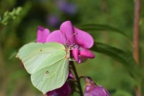 butterfly on orchid flower