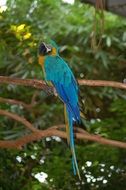 blue Parrot on branch