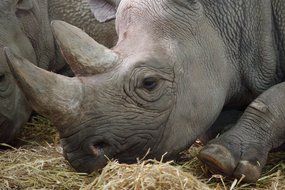 resting rhinoceros on straw close-up