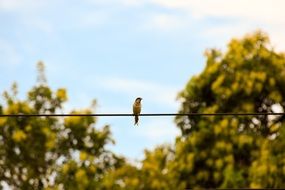 sparrow on the wire