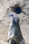 meerkat sits near a sandy hill with a mink close-up on blurred background