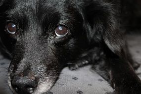 Black dog is lying