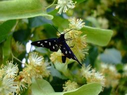 stunningly beautiful black Butterfly