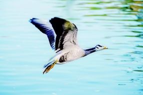 big wild bright goose flying over the water